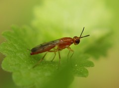 Psilidae