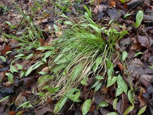 Carex albicans var. albicans