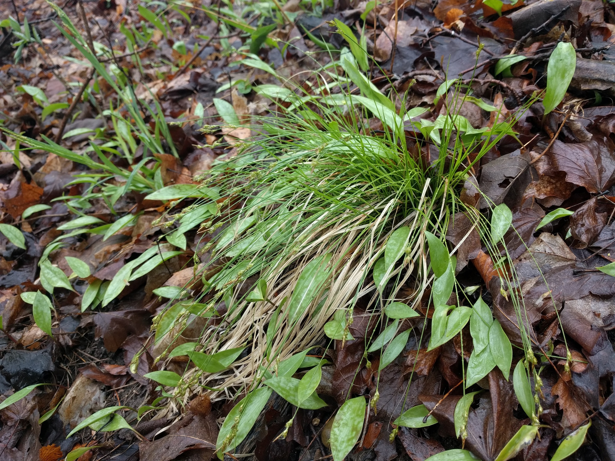 Carex albicans var. albicans
