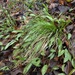 Carex albicans albicans - Photo (c) Pat Deacon, algunos derechos reservados (CC BY-NC), subido por Pat Deacon