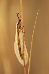 Myrmecaelurus trigrammus