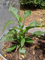 Capsicum annuum annuum