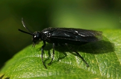 Arge berberidis