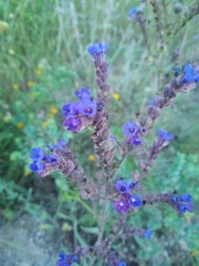 Anchusa leptophylla