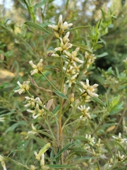Baccharis heterophylla
