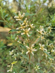 Baccharis heterophylla