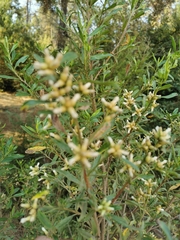 Baccharis heterophylla