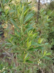 Baccharis heterophylla