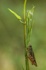 Arcyptera microptera