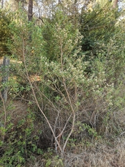 Baccharis heterophylla