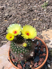 Parodia