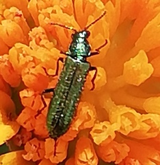 Psilothrix viridicoerulea
