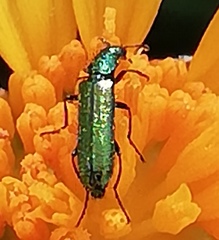 Psilothrix viridicoerulea