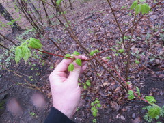 Acer spicatum