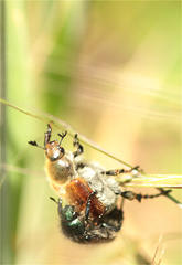 Chaetopteroplia segetum