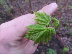 Acer spicatum