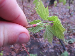 Acer spicatum