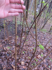 Acer spicatum