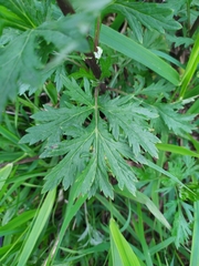 Artemisia vulgaris