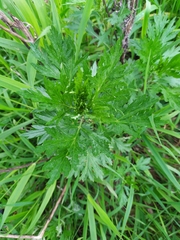 Artemisia vulgaris