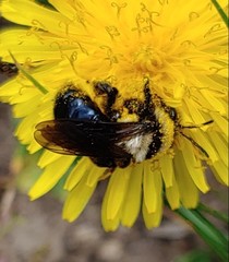 Andrena transnigra
