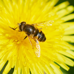 Eristalis nemorum