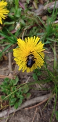Andrena transnigra