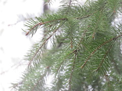 Picea glauca