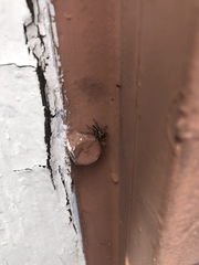 Menemerus bivittatus