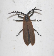 Trichalus ampliatus