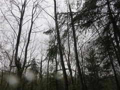 Picea glauca