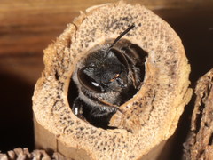Osmia caerulescens