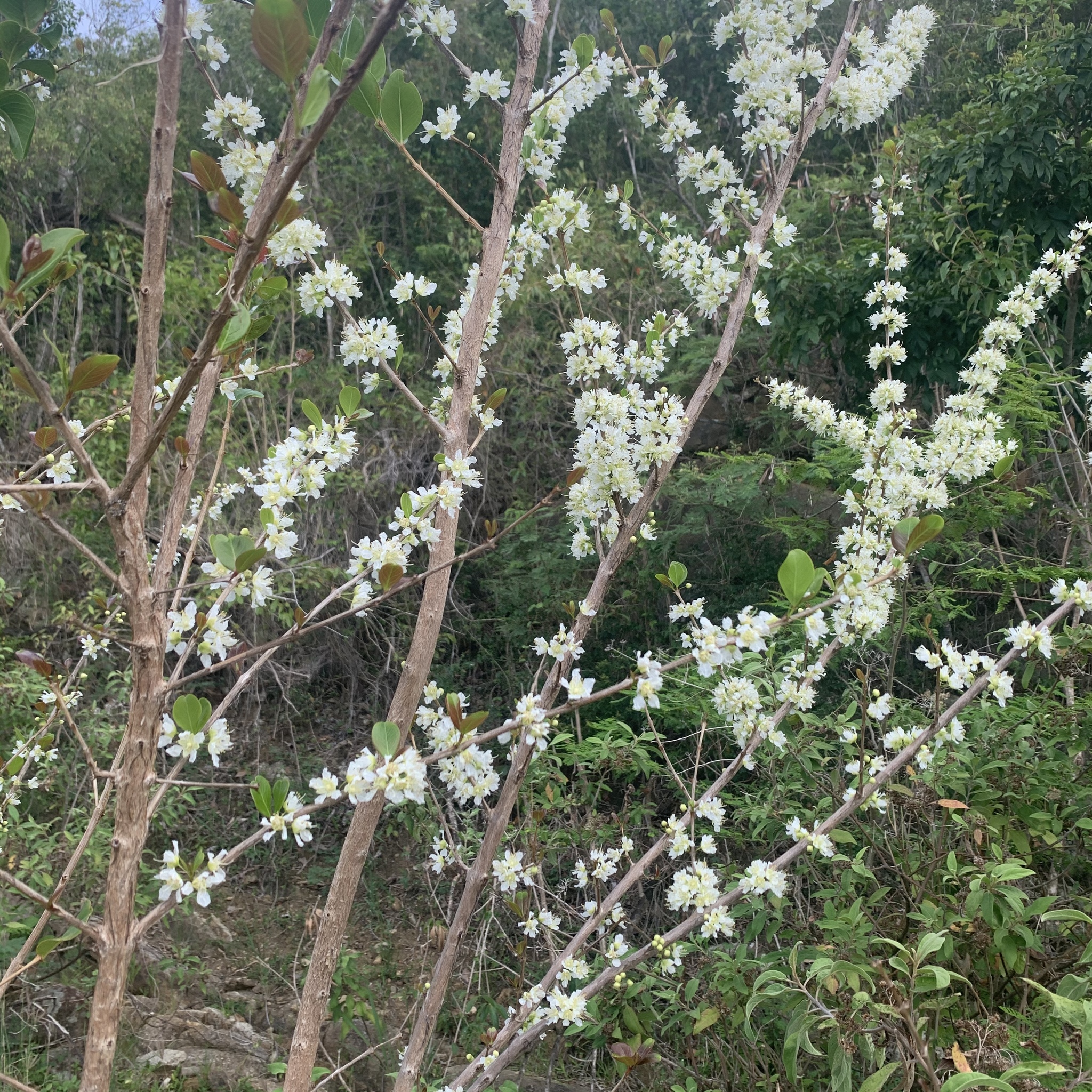 Ginoria rohrii