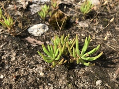 Phemeranthus mengesii