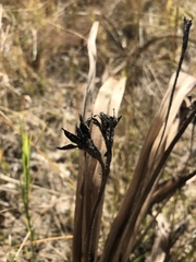 Hypoxis obtusa