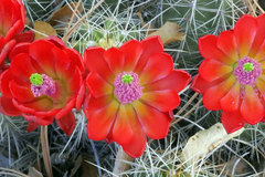 Echinocereus