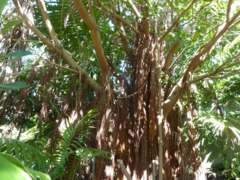 Ficus macrophylla columnaris