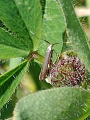 Coleophora mayrella