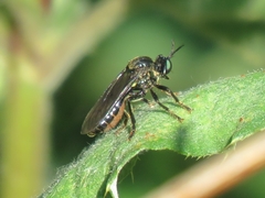 Dioctria atricapilla