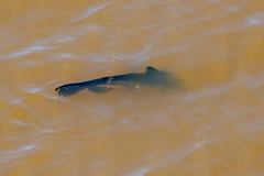 Ictalurus