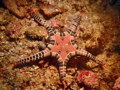 Iconaster longimanus