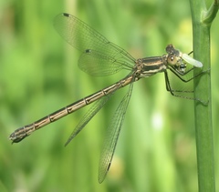 Lestes stultus