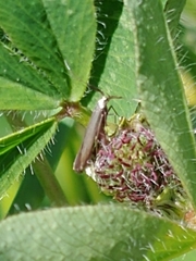 Coleophora mayrella