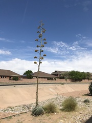 Agave