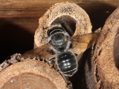 Osmia caerulescens