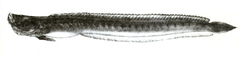 Bearded Wormgoby photo 2