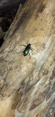 Strongylium auratum