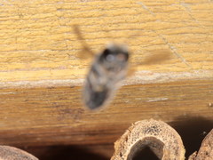 Osmia caerulescens