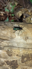 Strongylium auratum