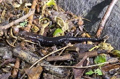 Plethodontinae